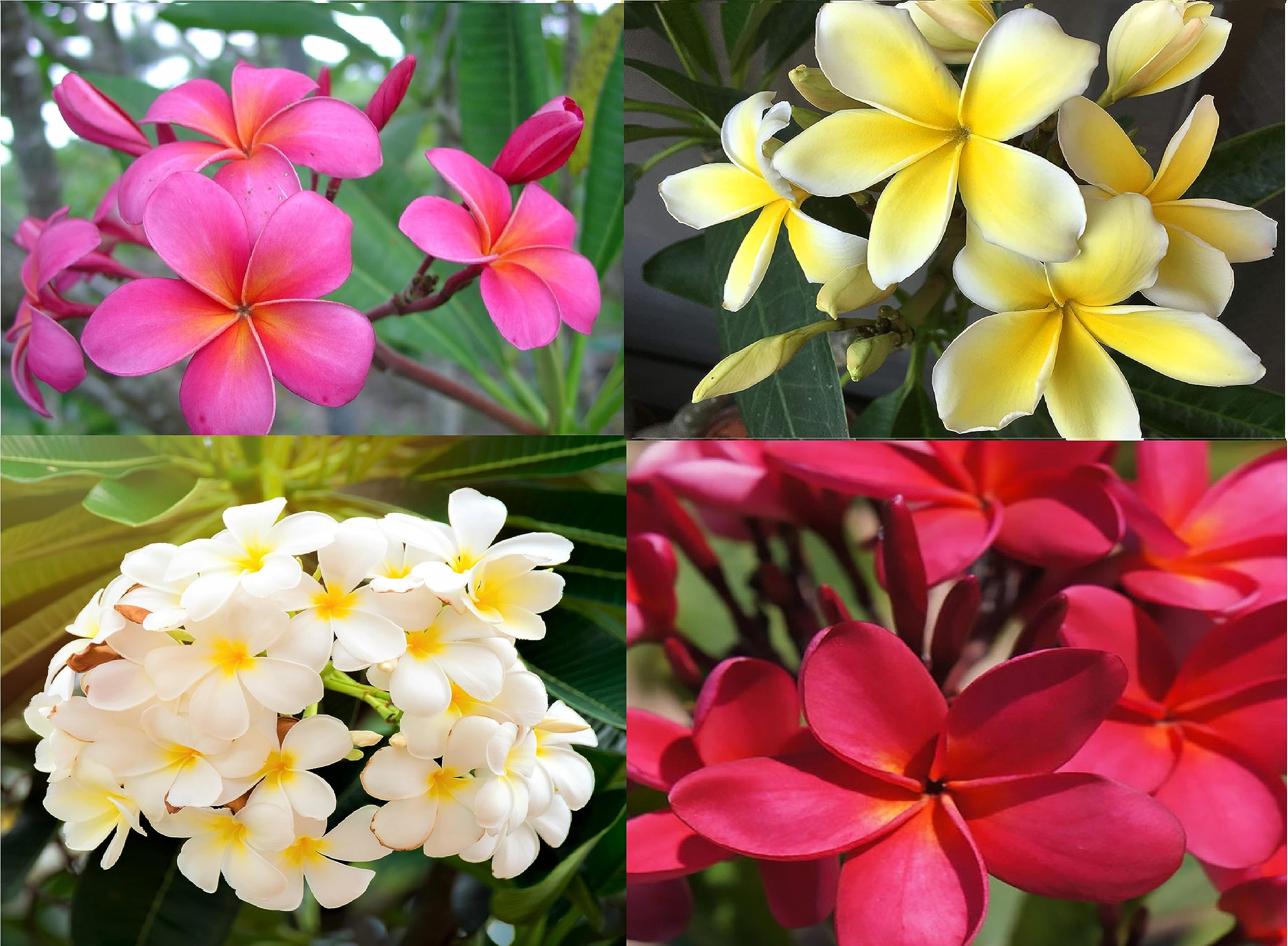 HAWAII プルメリア Amazon.com : White Plumeria Slip Grown on Big Island Hawaii